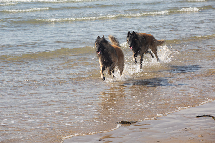 Wandeling Zoutelanden